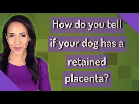 Video: Retained Placenta In Dogs - Retained Placenta