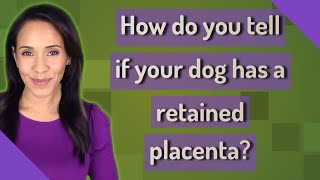 How do you tell if your dog has a retained placenta