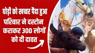 घोड़ी को खच्चर पैदा हुआ, परिवार ने 300 लोगों को दी दावत | Madhya Pradesh Horse born