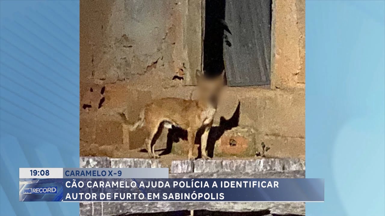 Caramelo x-9: Cão caramelo ajuda polícia a identificar  autor de furto em Sabinópolis.