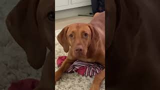 WHEN A VIZSLA GETS ANGRY