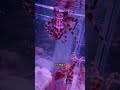 藍環章魚壽命太短,剛放進缸裡面,就沒了一個 #shorts #funny #搞笑 #搞笑视频 #pets #大熱門 #animals