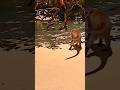 Monkey mayhem in thailand  thailand  travel monkey
