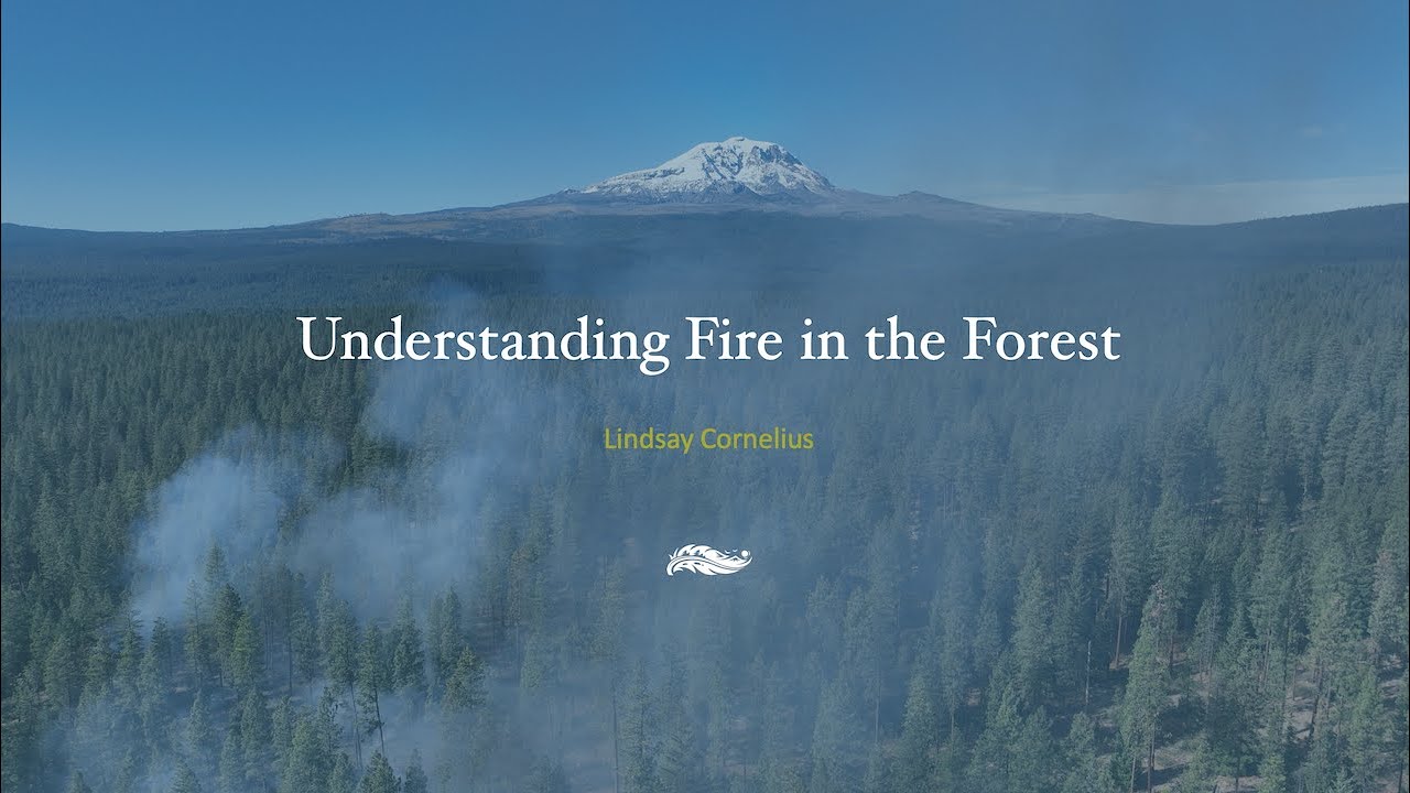Webinar: Understanding Fire in the Forest - YouTube