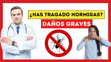 ¿Se puede comer con hormigas?