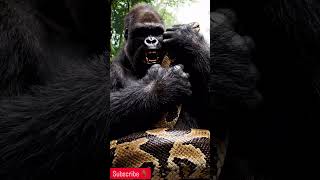 Famous Giant Gorilla Battles and Kills Huge Python Bare-Handed! 🦍🐍 #gorillavspython #wildlifebattle Wealth