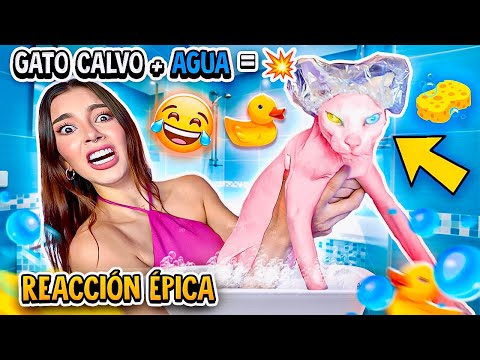 😱 BAÑÉ a mi GATO CALVO por PRIMERA VEZ 💦 y ASÍ REACCIONÓ 🐱 - Lulu99