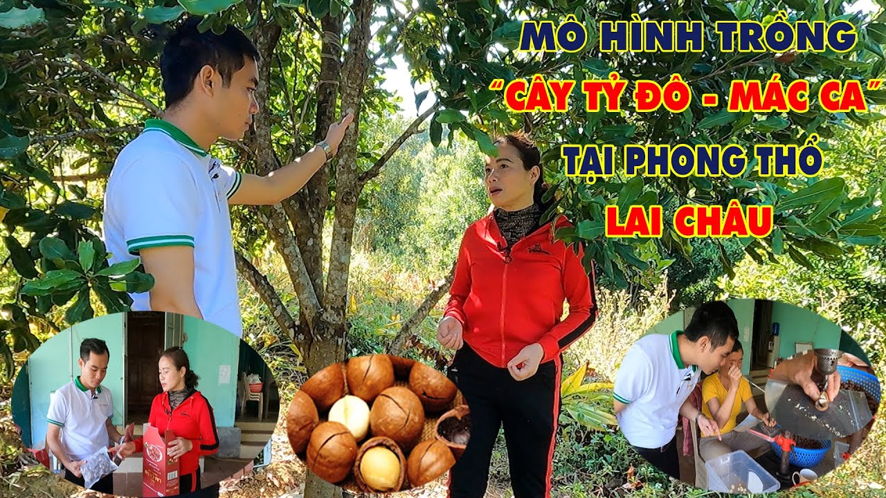 Mô hình trồng cây mắc ca || Cây tỷ đô làm giàu, xoá đói giảm nghèo || LamNongTV