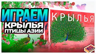 картинка: Играем в настольную игру Крылья. Птицы Азии
