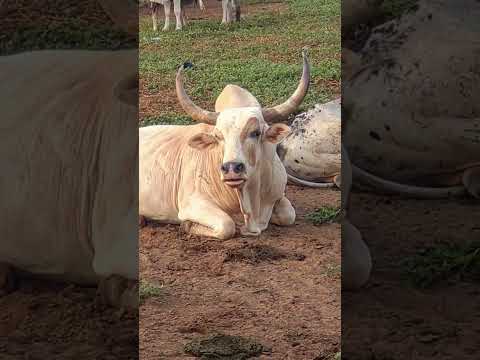 نيالا بجنوب دارفور السودان نيالا دارفور بلدنا