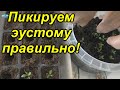 Эустома - пикируем правильно! Когда и как мы пикируем эустому.