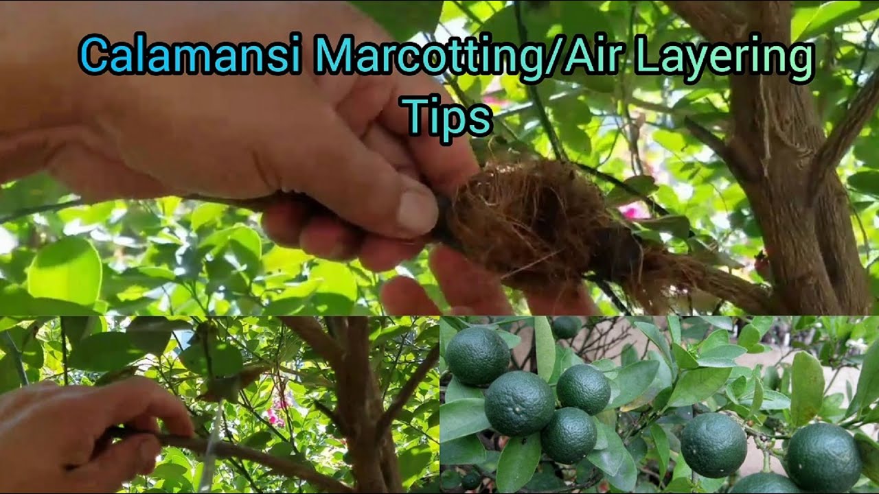 Calamansi MarcottingAir Layering with 99% germination Tips