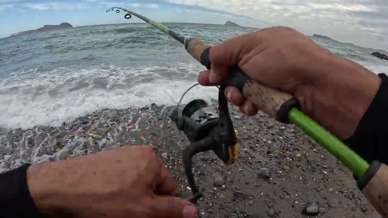 Bonita pesca activo bahía de San Luis gonzaga san felipe baja California nte ataques de pampanos