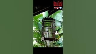 Suara pikat anakan prenjak kepala merah dijamin gk pakek lama dapet