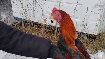 Baby tundra 1 nyiam nug tau