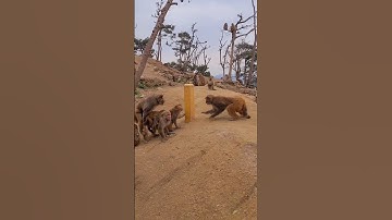 Monkeys quarrel, louder than voice? #3