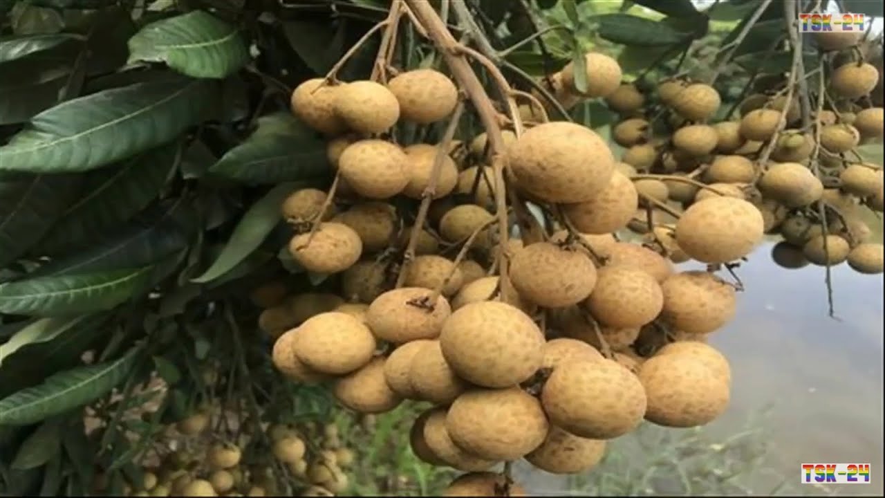 زراعة فاكهة اللونجان والروسبيري في الدول العربية Youtube