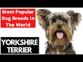 Yorkshire terrier  races de chiens les plus populaires de la srie mondiale 