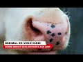 Dürre bringt Schlachthöfe ans Limit: Dreimal so viele Kühe | krone.tv NEWS