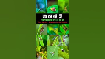 Tiny Spirits · Wonders in the Garden #aimusic #insects #macrophotography #natureshortfilm