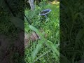 Still no birds? Web Worm Update Day 3
