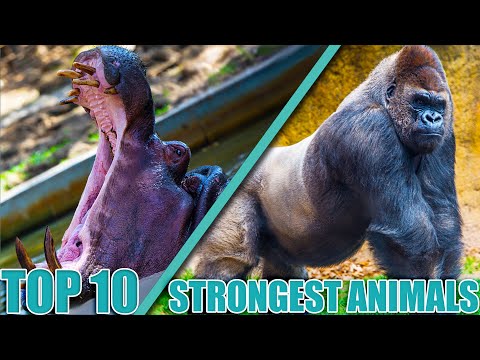 TOP 10 STRONGEST Animals On EARTH
