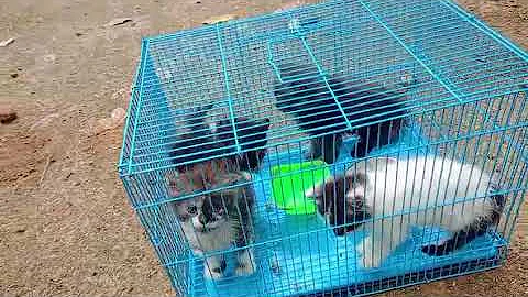 Video 11883781: persian cat kitten