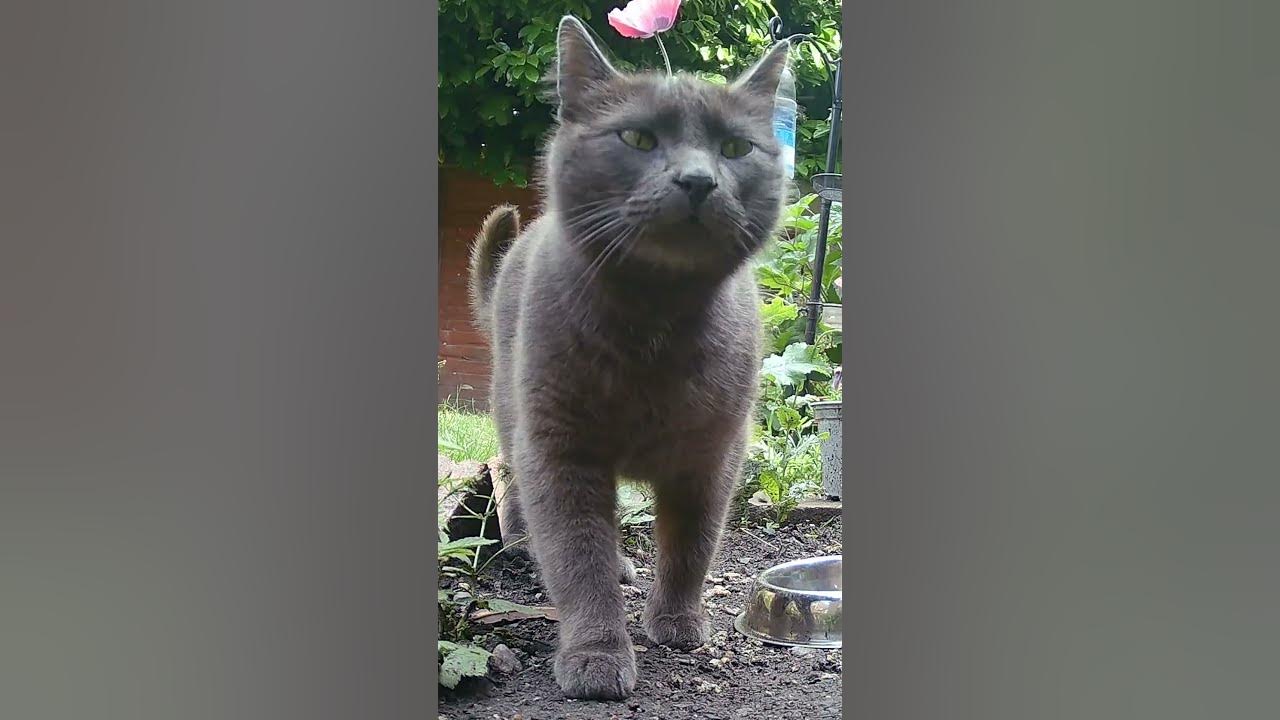 close-up-on-lucipurr-cat-short-youtube