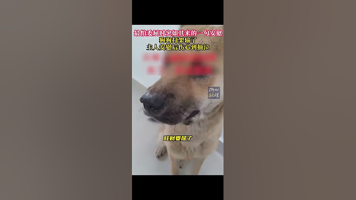 狗狗打架输了，主人越安慰越委屈，必须要派汪汪队出动了#画一个故事 #狗都成精了 #毛孩子 #动物的迷惑行为 #暖心