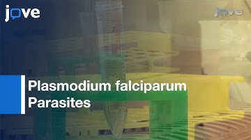 Cytoadhesion To Human Brain Endothelial Cells l Protocol Preview