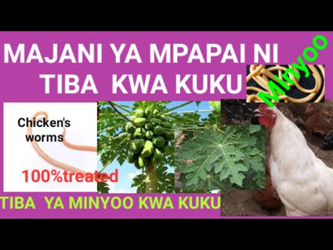 Video: Jinsi ya Kubadilisha Mbegu za haradali katika Kupikia
