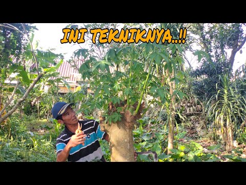 Video: Bagaimana cara merawat pohon kapuk?