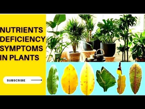 Nutrients Deficiency In