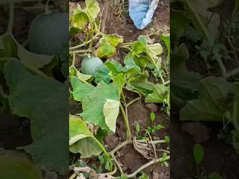 Enjoy the beauty of Rural Life #shortvideo #romania #garden #melon #shorts #short #rural #nature