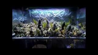Pissdrunx0420 MarsHydro 144x5 Grow: Week 17 Update, Day 49 of Flower