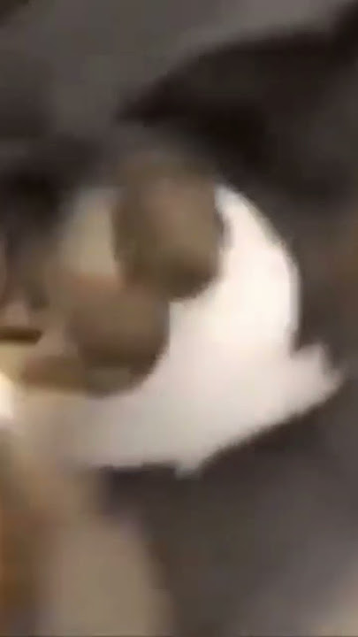 Cheezburger has kitty 😨 #funny #memes #furry #furries #dreammemes