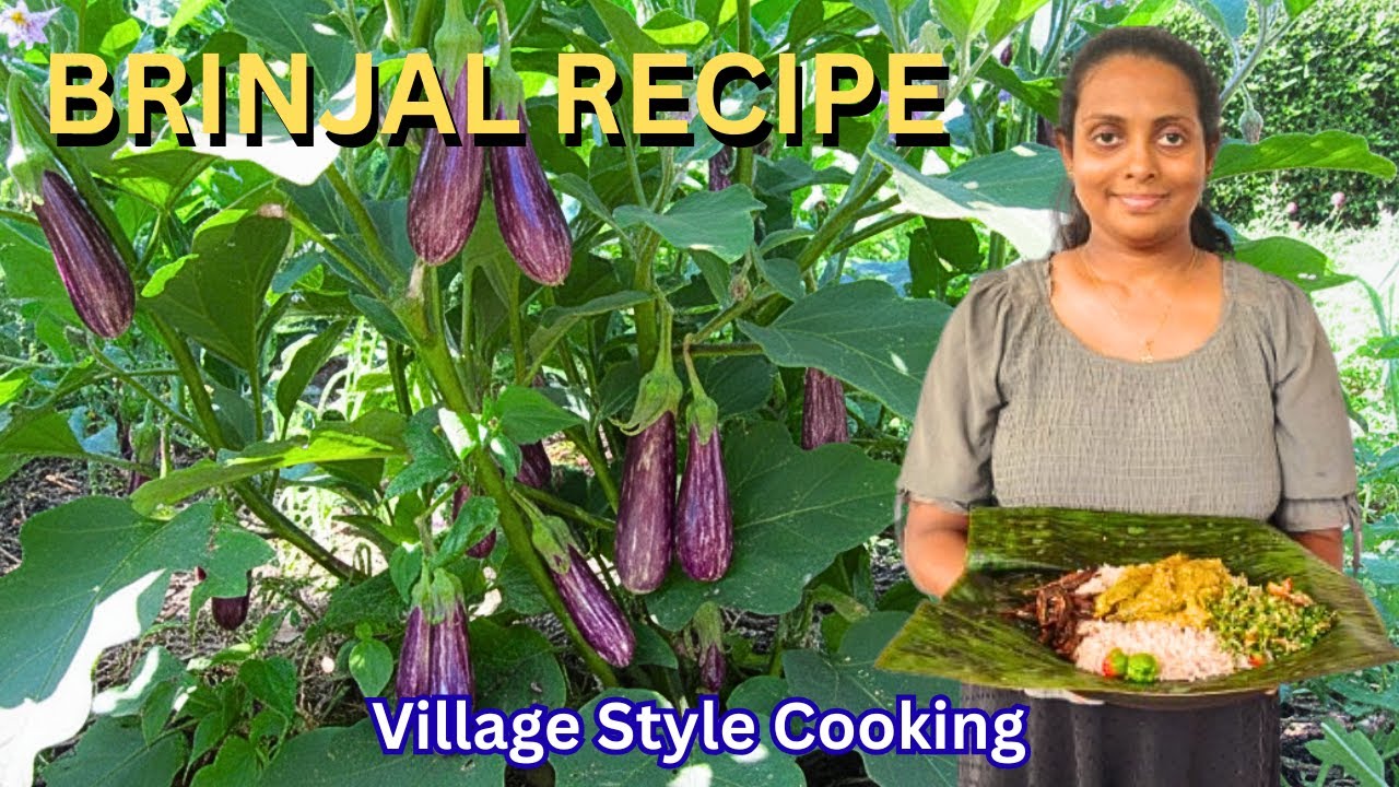 🔥Traditional Village Brinjal Feast | Curry, Moju & Gotukola Sambol on Firewood