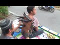 Cupping therapy with buffalo horns in Indonesia