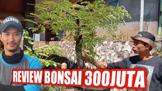 Koleksi bonsai asam jawa