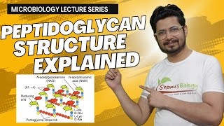 Peptidoglycan structure bacterial cell wall | peptidoglycan layer