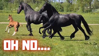 Rising Star and QueenUniek together with the other mares with foals | Friesian Horses