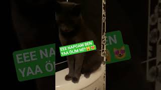 Puma Şaşirdi Kaldi Kedi̇ci̇kc Şfet Iunutmayın