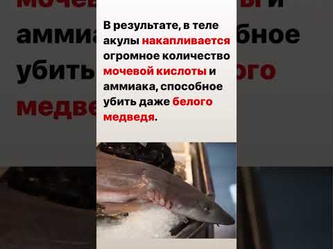 Ингушетия.Мясо акулы опасно 🦈