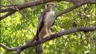 Changeable Hawk Eagle Call