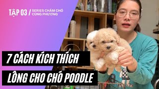 7 Cách Kích Thích Mọc Lông Cho Chó Poodle  Phương Cún Vlogs