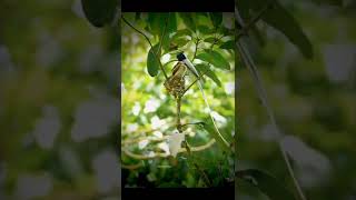  Indian paradise flycatcher Birds Life Singing, Chirping, Playing #wildlife #4k #shorts #birds #fyp