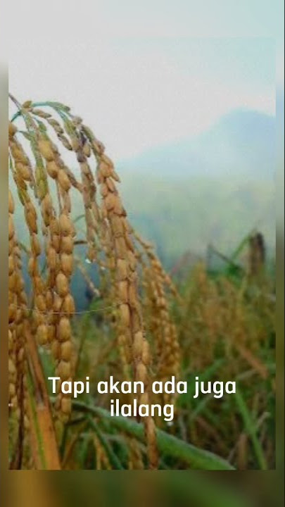 ketika kamu menanam benih padi yang tumbuh bukan hanya padi..