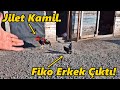 Boyu Küçük Ama Yüreği Büyük Fiko!-Tarlayı Toplamaya Başladık!#/Horoz#Tavuk#Civciv#Hindi#Ördek