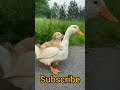 Videos relajantes | animales divertidos