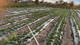 видео: Підкормка і Обробка полуниці 🍓 перед зимою! картинка: Підкормка і Обробка полуниці 🍓 перед зимою!